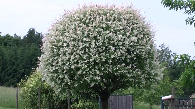 Der Fr&uuml;hlingswind bl&auml;st durch die Harlekinweide