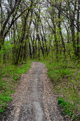 Obraz premium Road in forest