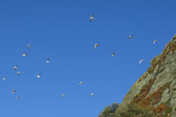 Gabbiani in volo sopra una scogliera