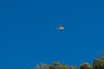 Gabbiano in volo