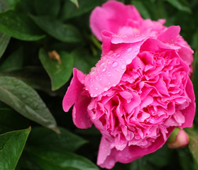 Pink peonies on a green background.