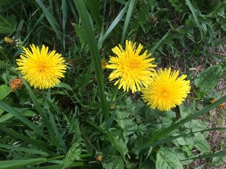 Three yellow dandelion flowers on green law