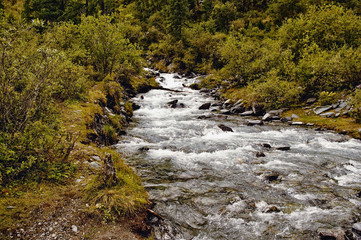 Altai. Mountain turbulent river flows among the trees. In the distance the mountains. Neighborhood Belugas, photo made in the campaign, in the summer, Russia.
