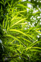 Bamboo plants, exotic background