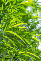 Fototapeta na wymiar Bamboo plants background