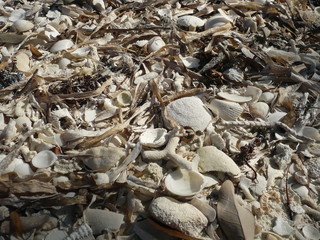 fond sea shells 001