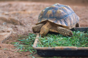 African Spurred Tortoise (Geochelone sulcata)Eating grass