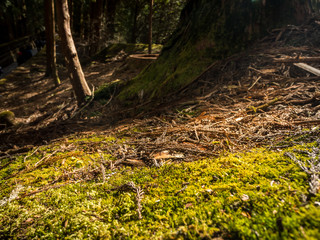 Close up dry pine leaves cover stone in pine forest with selective focus. Warm sunlight in the morning beam through big tree to ground. Beautiful in nature of tropical forest.