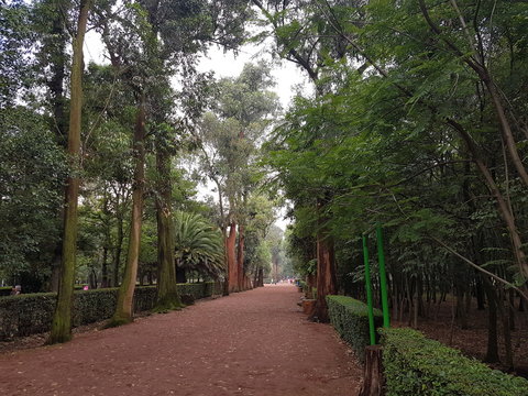 Viveros de Coyoac&aacute;n
