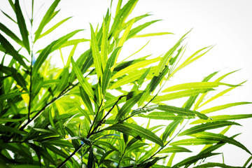 Bamboo plants background