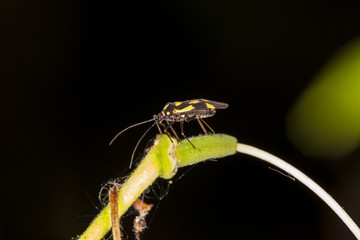 Strange yellow-black insect