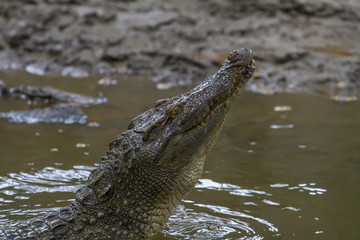 Close up Siamese Crocodile  in Thailand