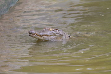 Close up Siamese Crocodile  in Thailand