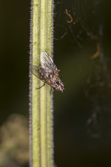 Fly sitting on a grass stem