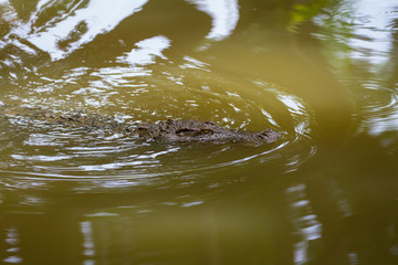 Close up Siamese Crocodile  in Thailand
