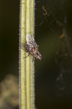 Fly sitting on a grass stem