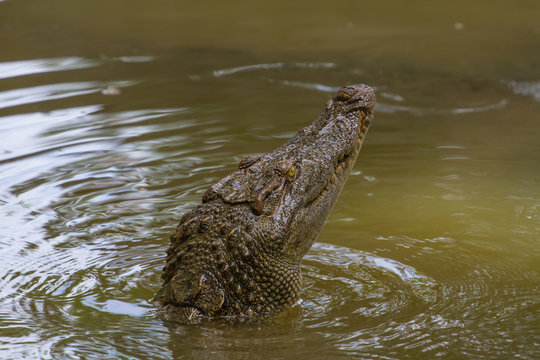 Close up Siamese Crocodile  in Thailand