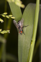 Big fly sitting on the grass