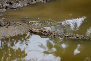 Close up Siamese Crocodile  in Thailand