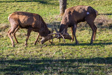 Lateral view of two stags clashing antlers
