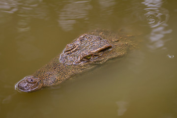 Close up Siamese Crocodile  in Thailand