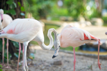 Flamingo Natural Backgrounds,Evening light sunshine