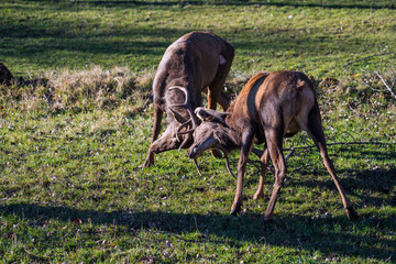 Two stags clashing antlers
