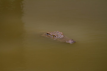 Close up Siamese Crocodile  in Thailand