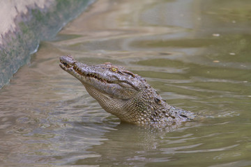 Close up Siamese Crocodile  in Thailand
