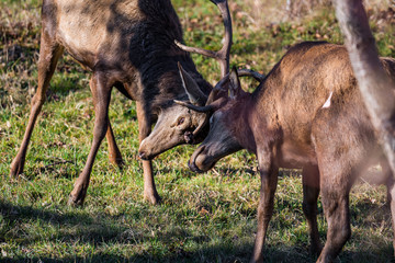 Close up of two stags clashing antlers