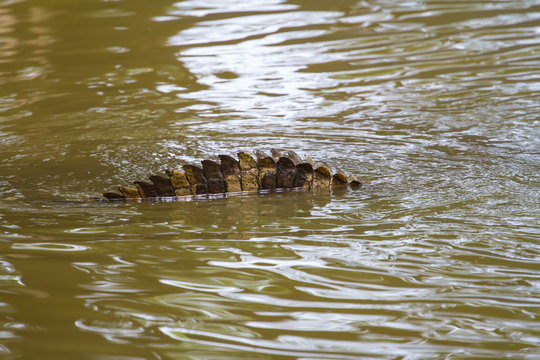 Close up tail of Siamese Crocodile