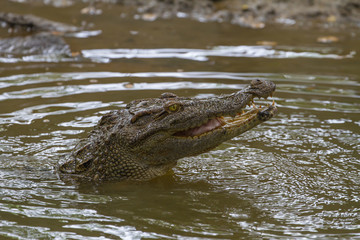 Close up Siamese Crocodile  in Thailand