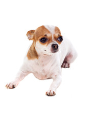 Small brown and white dog