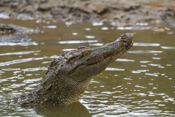 Close up Siamese Crocodile  in Thailand