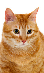 Adult red cat with overweigh