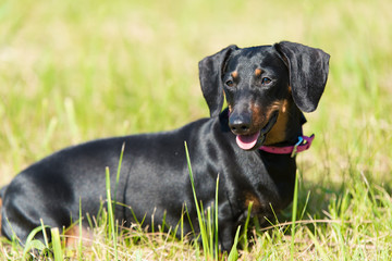 Dachshund dog in the park