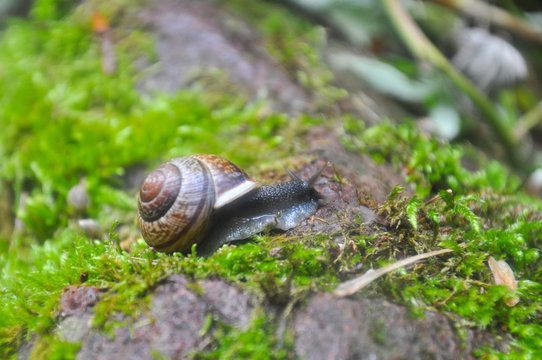 Snail in the moss in the deep forest. Curious black snail crawling on moss in dark forest