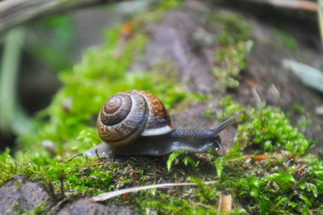 Snail in the moss in the deep forest. Curious black snail crawling on moss in dark forest
