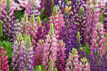 Fototapeta premium Lupinus in the garden after the rain (close up)