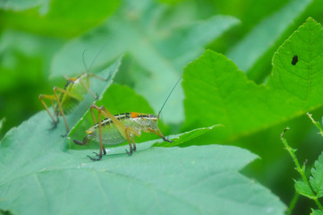Grasshopper in the grass. Big grasshopper in natural habitat