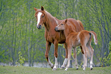 Naklejka na ściany i meble Chestnut Arabian Mare with few week old Foal at spring pasture