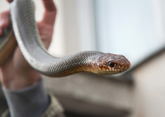 Whip snake in girls hand  close up photo