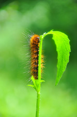 Caterpillar feeding on a leaf in garden and make damage. Caterpillar in the grass