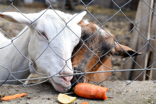 Photo of a two goats behind wire mash