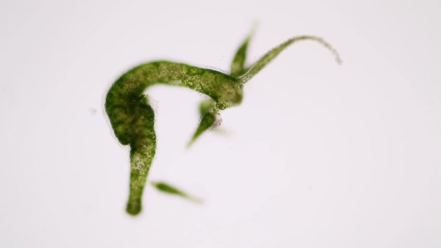 Hydra is a genus of small, fresh-water animals of the phylum Cnidaria and class Hydrozoa under the microscope for education.