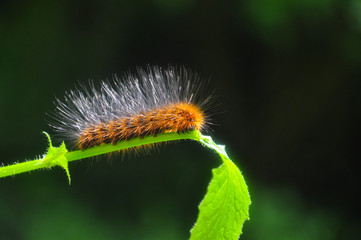 Caterpillar feeding on a leaf in garden and make damage. Caterpillar in the grass