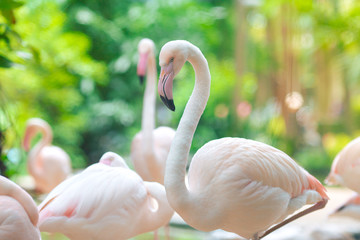 Flamingo flocks, natural backgrounds