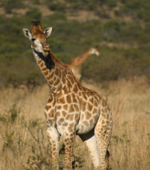 Obraz premium Giraffe