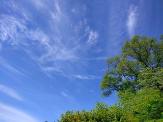 Obraz premium 新緑と初夏空