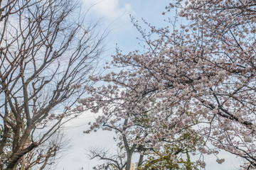 Sakura tree with blue sky as background in spring time at Japan